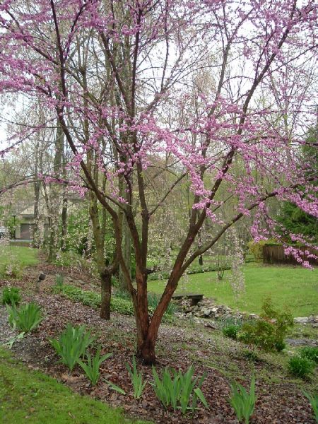 eastern redbud.jpg