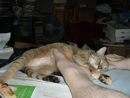 kittyandfeet.jpg