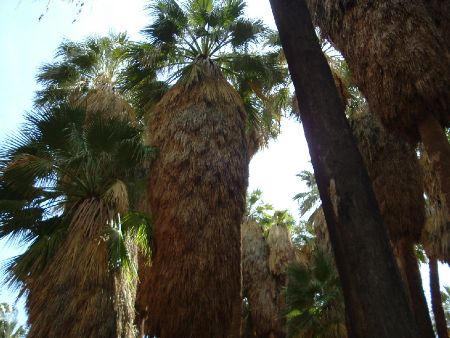 palms.jpg