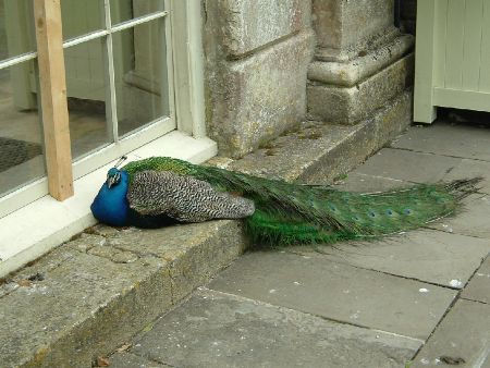 peacock.jpg