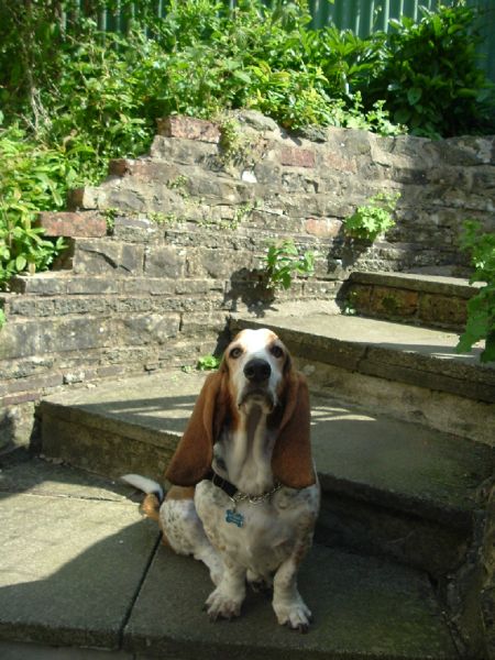 welshbasset.jpg